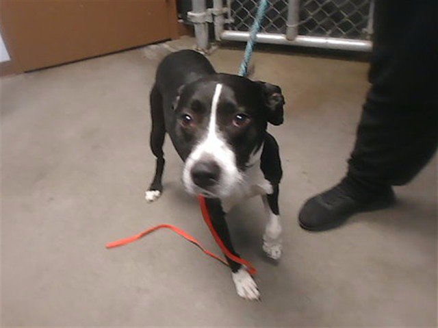 BRANDY Image