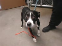 BRANDY - Photo 1