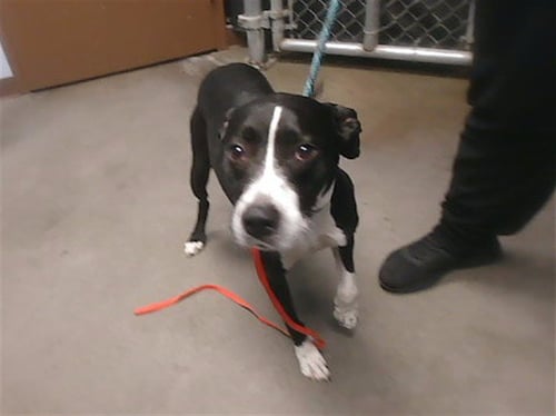 BRANDY - Labrador Retriever / American Pit Bull Terrier available for adoption