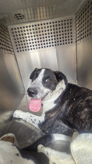 MCFLURRY - Dalmatian available for adoption