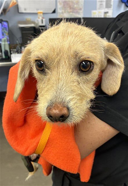 SEPHIA - Cairn Terrier available for adoption