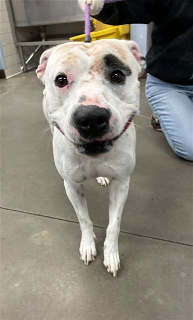 PINE - American Pit Bull Terrier available for adoption