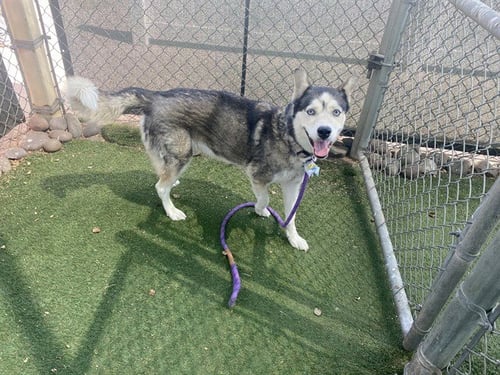 MIDNA - Siberian Husky available for adoption