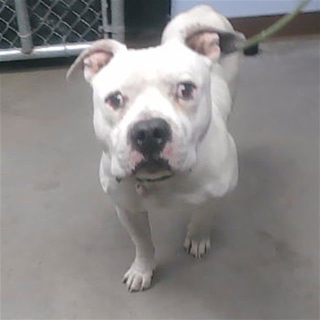 BUBBA - American Bulldog available for adoption