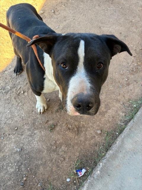 COOL RANCH - American Pit Bull Terrier available for adoption