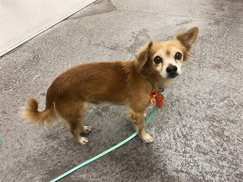 TERIYAKI - Chihuahua available for adoption
