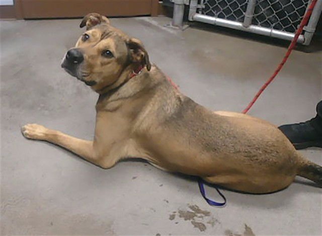 BUTTERCUP - American Pit Bull Terrier / German Shepherd Dog available for adoption