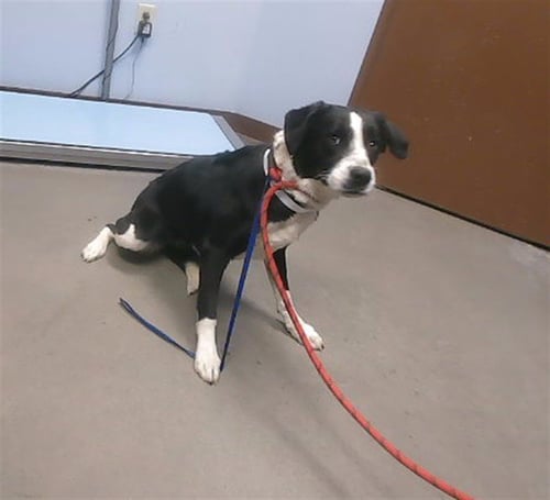 SWEETS - Border Collie available for adoption