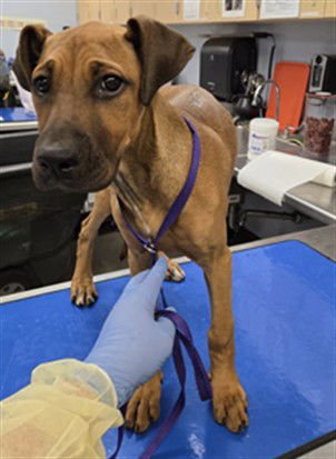 SPROUT - Black Mouth Cur available for adoption