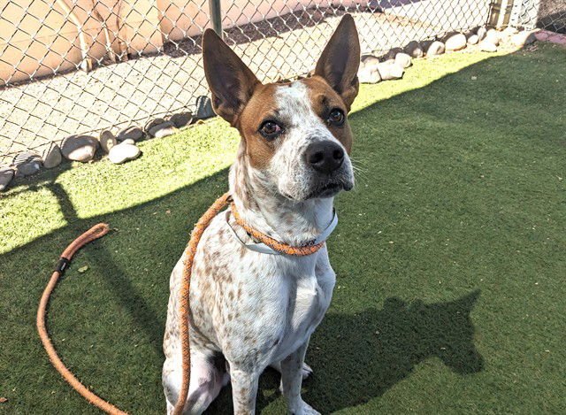 DORITO - Australian Cattle Dog/Blue Heeler available for adoption