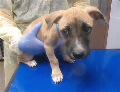 CHARLIE - Black Mouth Cur available for adoption