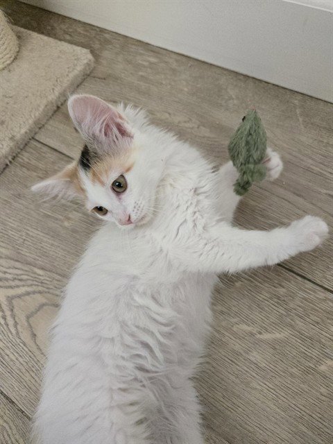 ADRIAN - Domestic Medium Hair for adoption in Phoenix