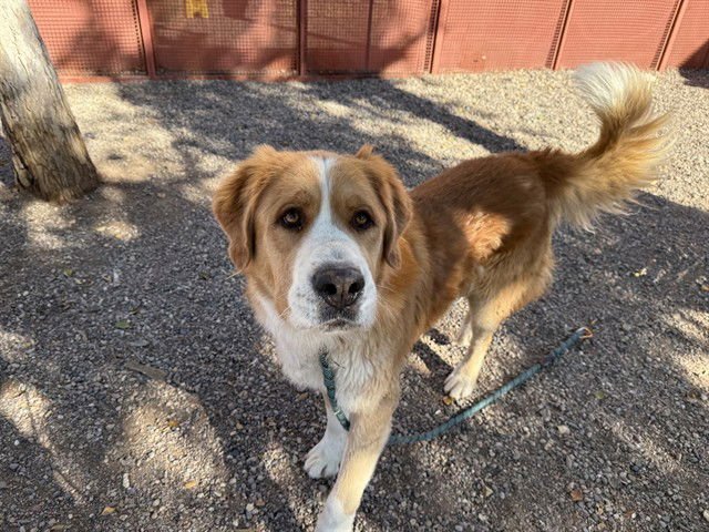 BLAZE - Saint Bernard available for adoption