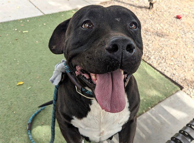 SHADOW - American Pit Bull Terrier available for adoption