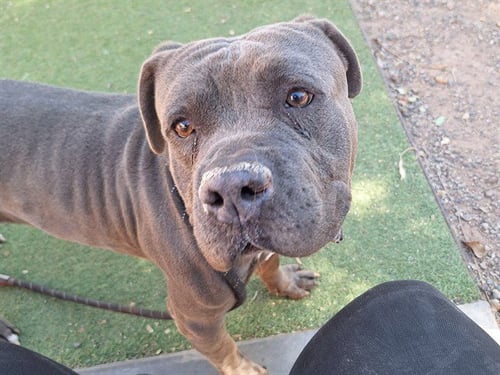 ANGUS - American Pit Bull Terrier available for adoption