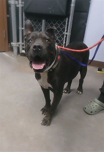 REX - American Pit Bull Terrier available for adoption