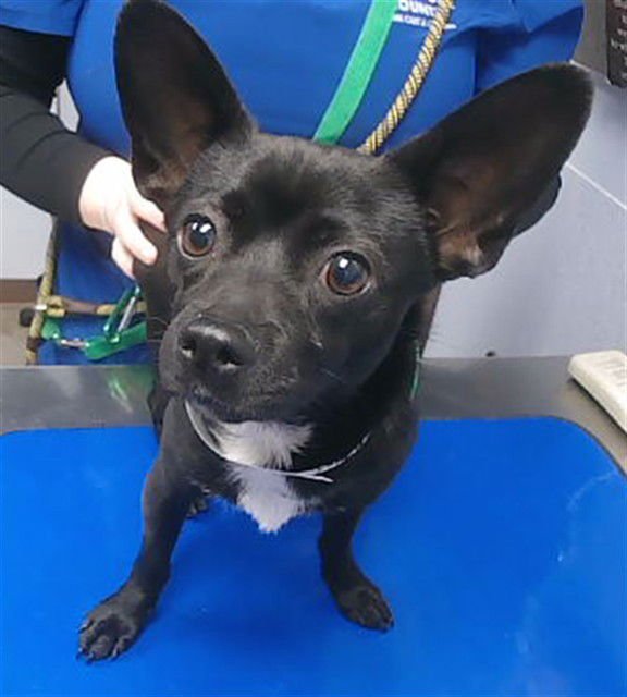 STANLEY - Chihuahua available for adoption