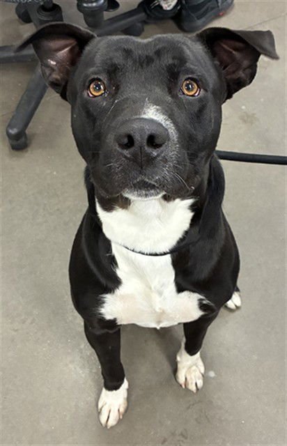 PRINCE - American Pit Bull Terrier available for adoption