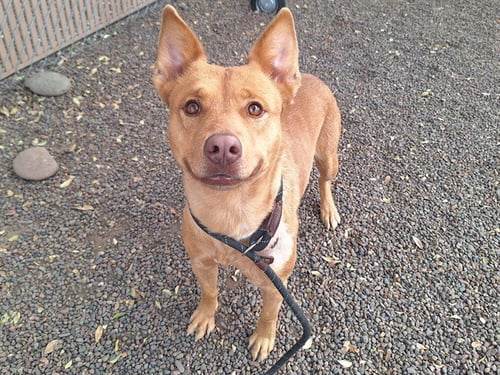 REBA - Carolina Dog available for adoption