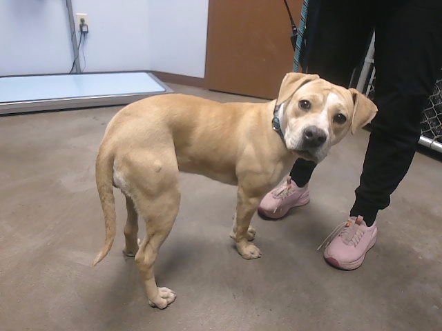 ALMOND JOY - American Pit Bull Terrier available for adoption