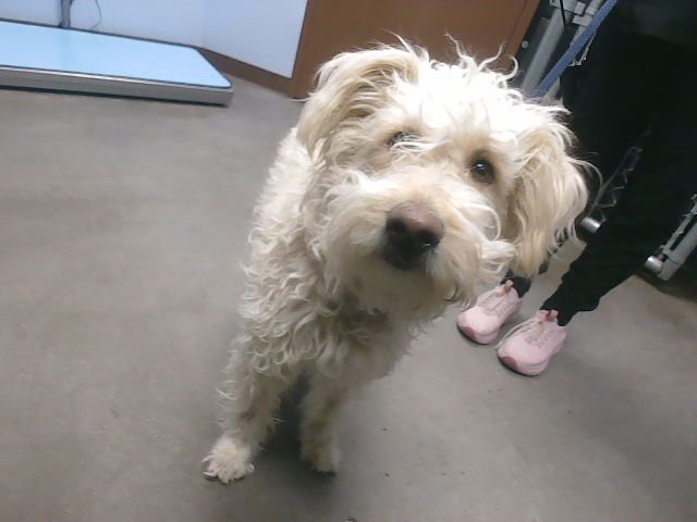 ANNIE - Poodle (Miniature) / Labrador Retriever available for adoption