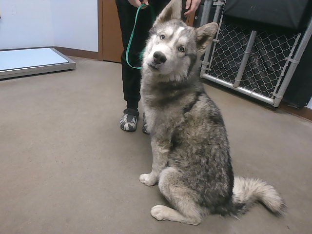 STELLAN - Husky available for adoption