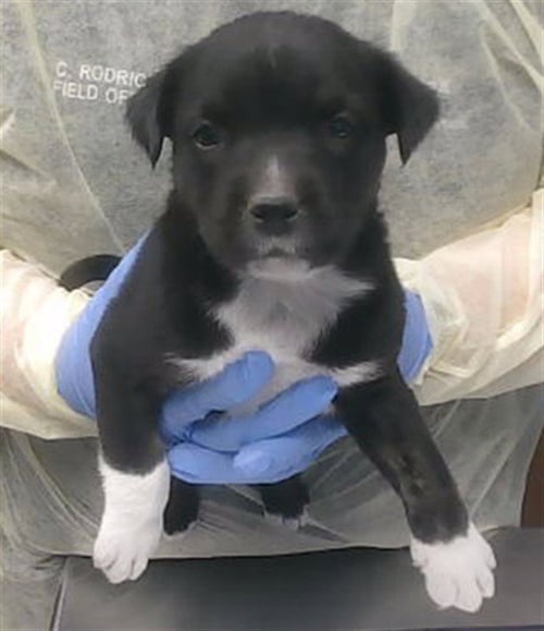 ASSYRIA - Boxer available for adoption