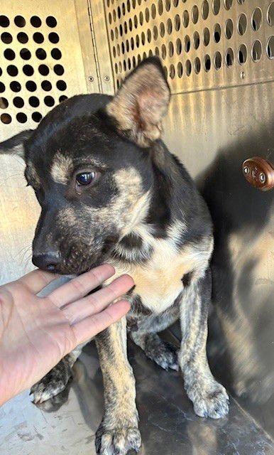 DUTCH - Siberian Husky available for adoption