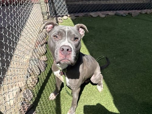 BERTIE - American Pit Bull Terrier available for adoption