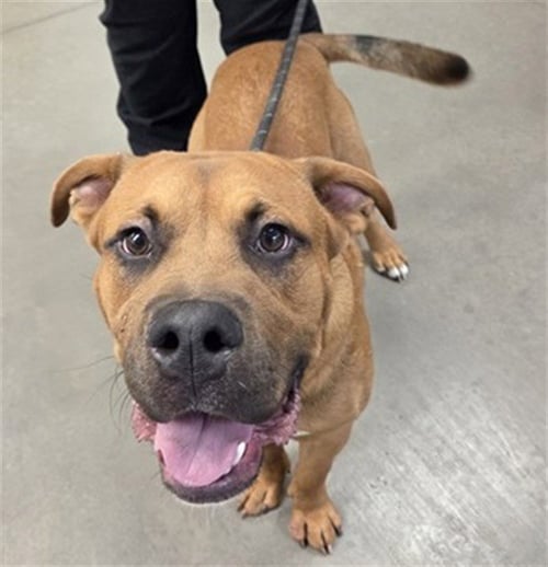 BUDDY - American Pit Bull Terrier available for adoption