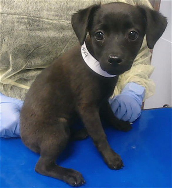 PIPSQUEAK - Chihuahua / Dachshund available for adoption