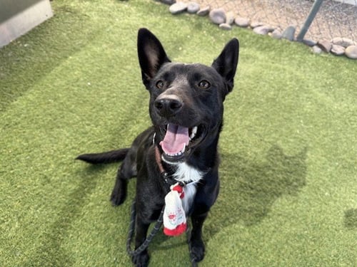 TROPHY - Australian Kelpie available for adoption