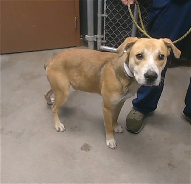 SOLOVINO - Labrador Retriever available for adoption