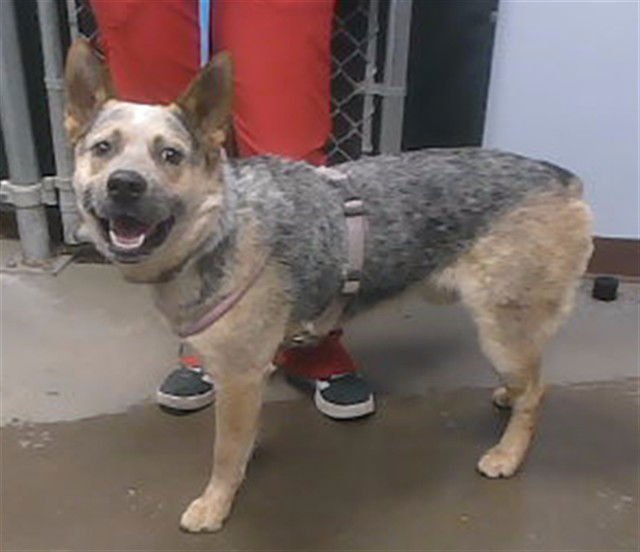 BINKY - Australian Cattle Dog/Blue Heeler available for adoption