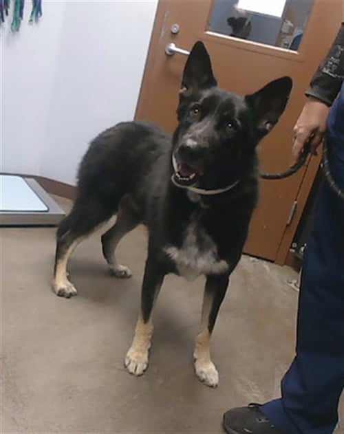 RANGER - German Shepherd Dog available for adoption