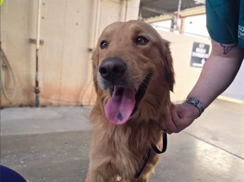 WALTER - Golden Retriever available for adoption