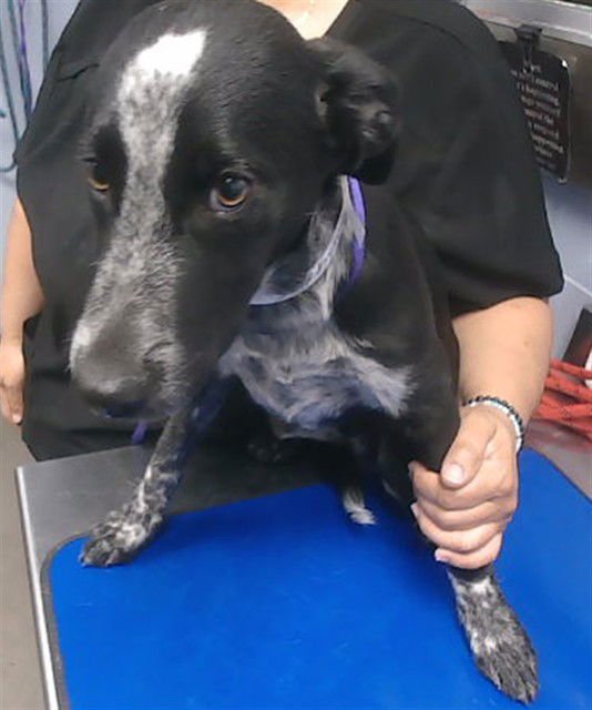 TOM - Greyhound available for adoption