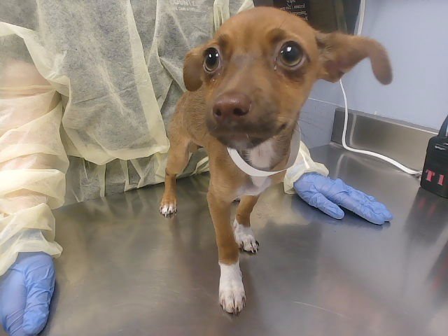 PECAN - Chihuahua available for adoption