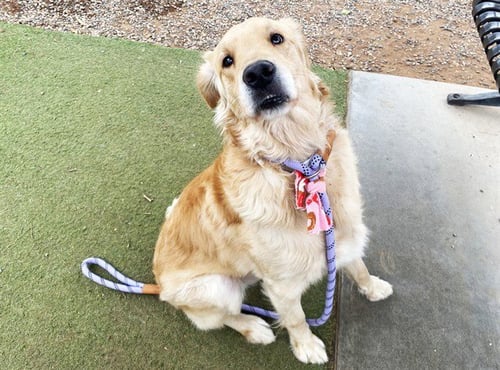 PADDINGTON - Golden Retriever available for adoption