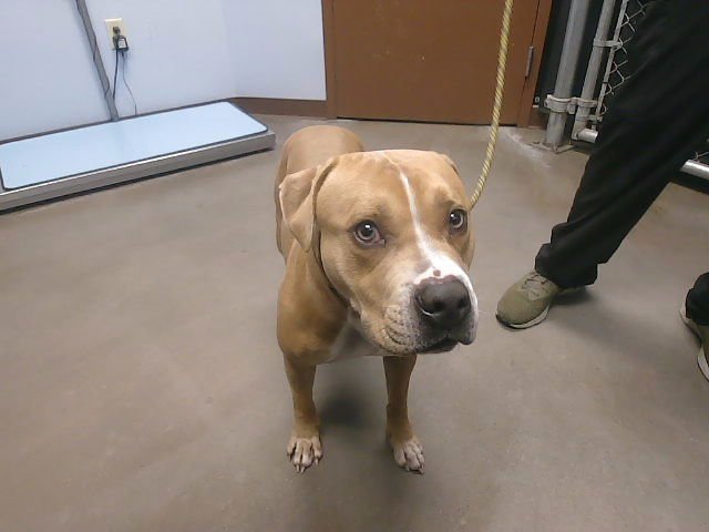 RAZZLE - American Pit Bull Terrier available for adoption