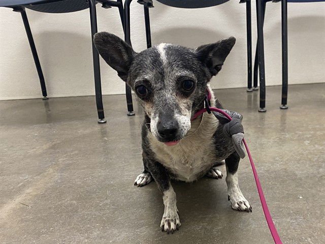 PENNY - Chihuahua available for adoption