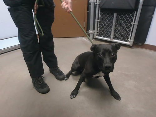 KAZOO - American Pit Bull Terrier available for adoption