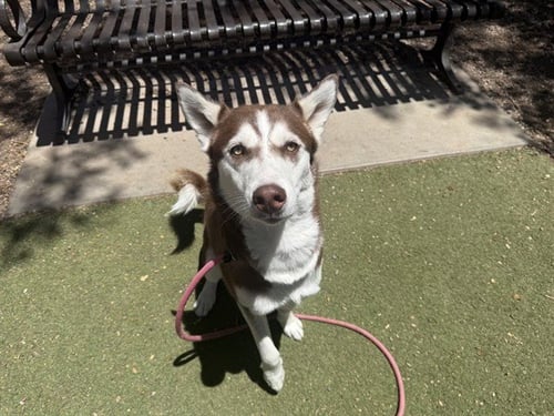 SWIRL - Siberian Husky available for adoption