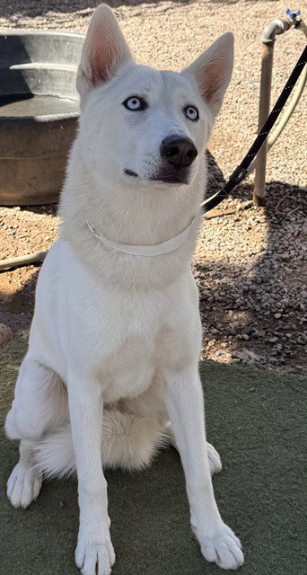 ANGEL - Husky available for adoption