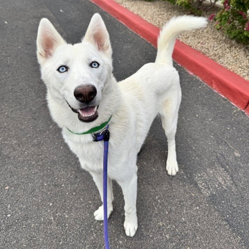 ANGEL - Husky available for adoption