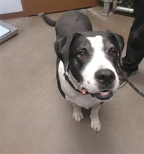 MAX - Border Collie available for adoption