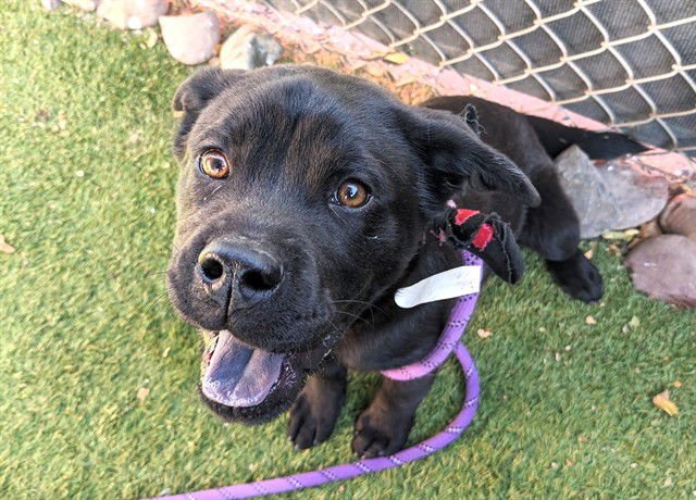 BLACKBERRY - Chow Chow available for adoption