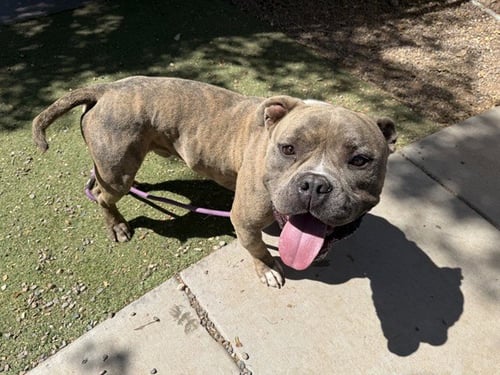 BRICK - Bulldog available for adoption