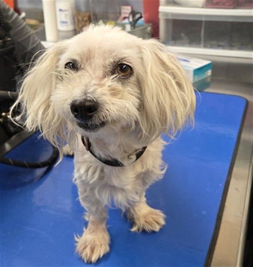 BIKINI - Maltese / Dachshund available for adoption