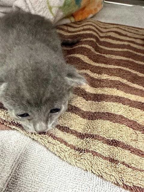 JENGA - American Shorthair available for adoption